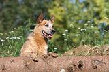 BOUVIER AUSTRALIEN 079